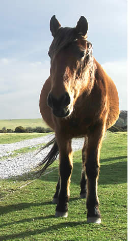 Pony on Bodmin Moor