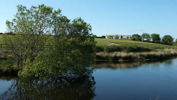 Well stocked fishing lakes at East Rose on Bodmin Moor